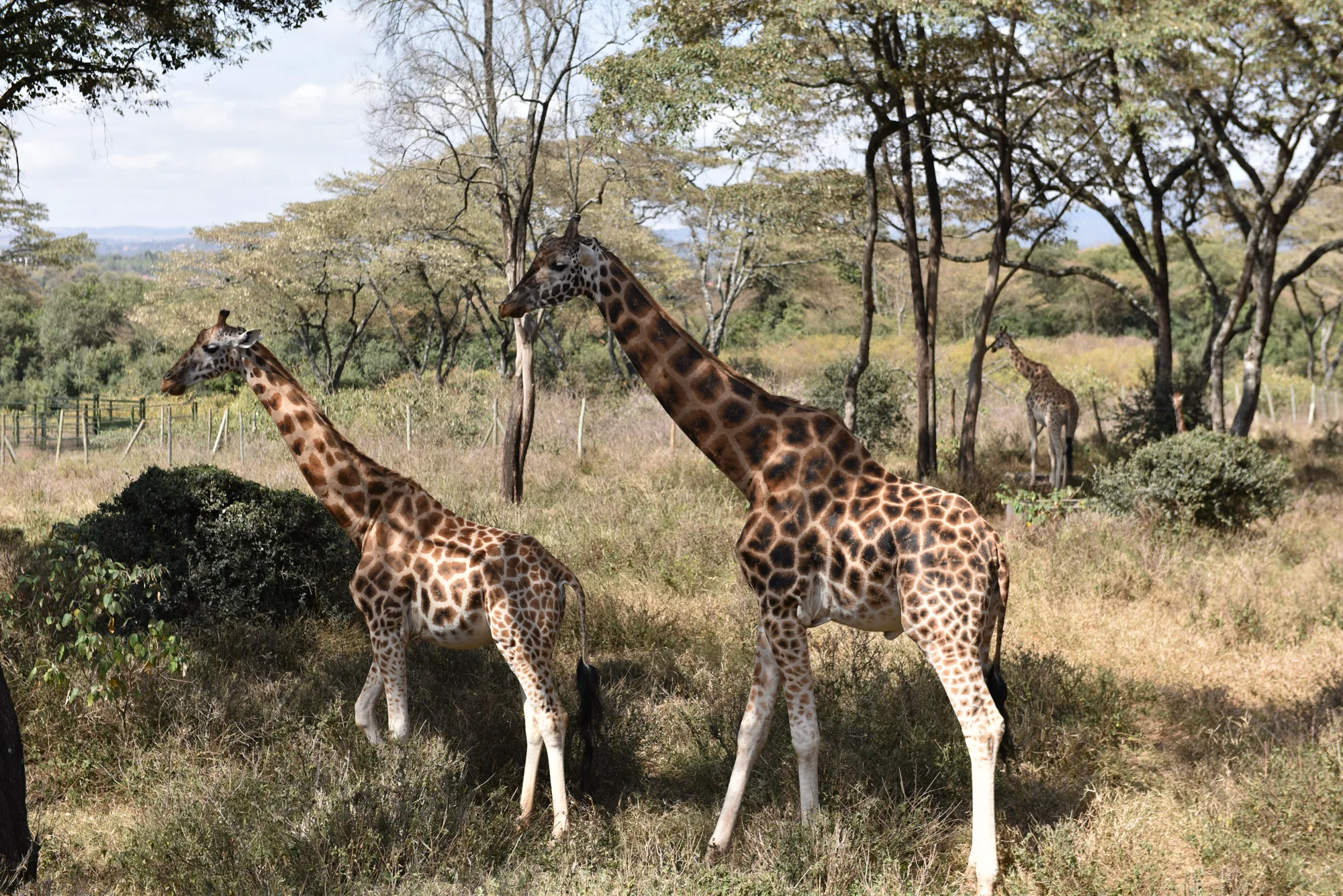 Жирафы на огороженной территории заповедника рядом с отелем Giraffe Manor
