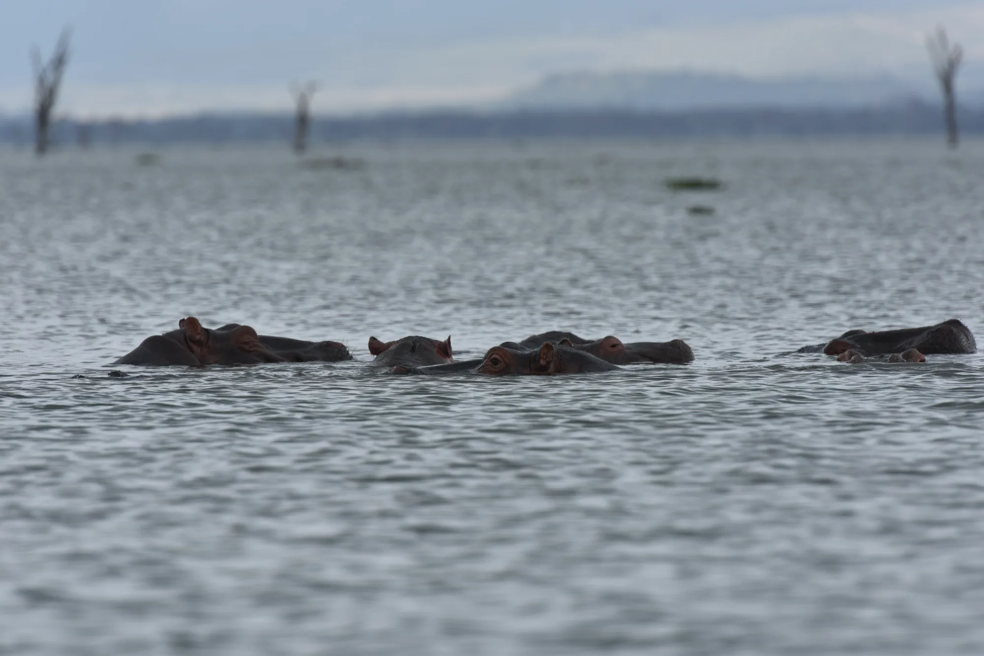 Бегемоты в открытой воде озера во время водного сафари